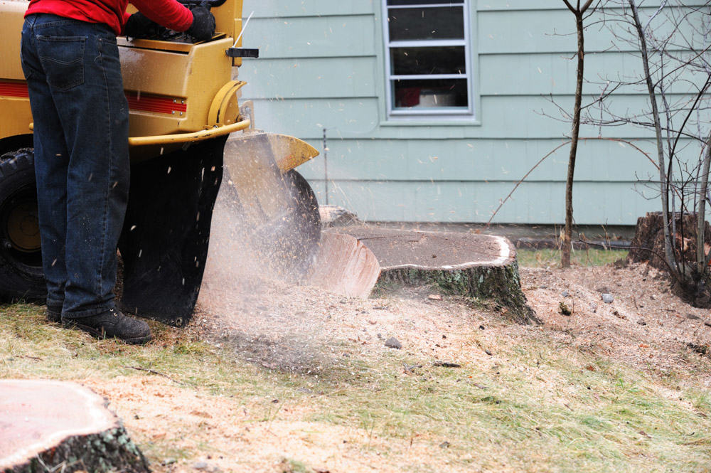 Stump Removal and Stump Grinding