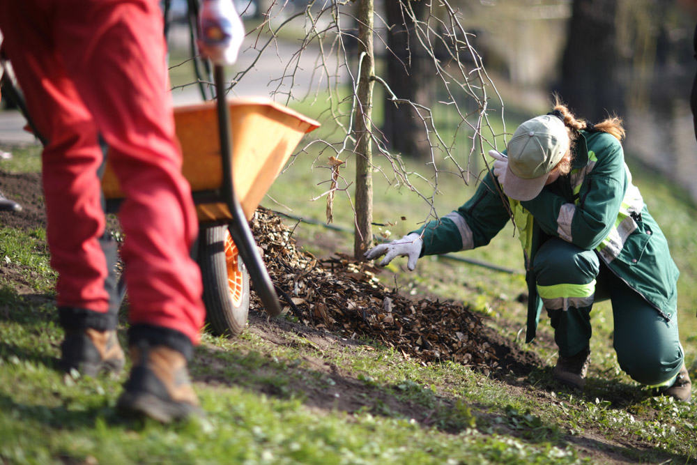 Tree planting service