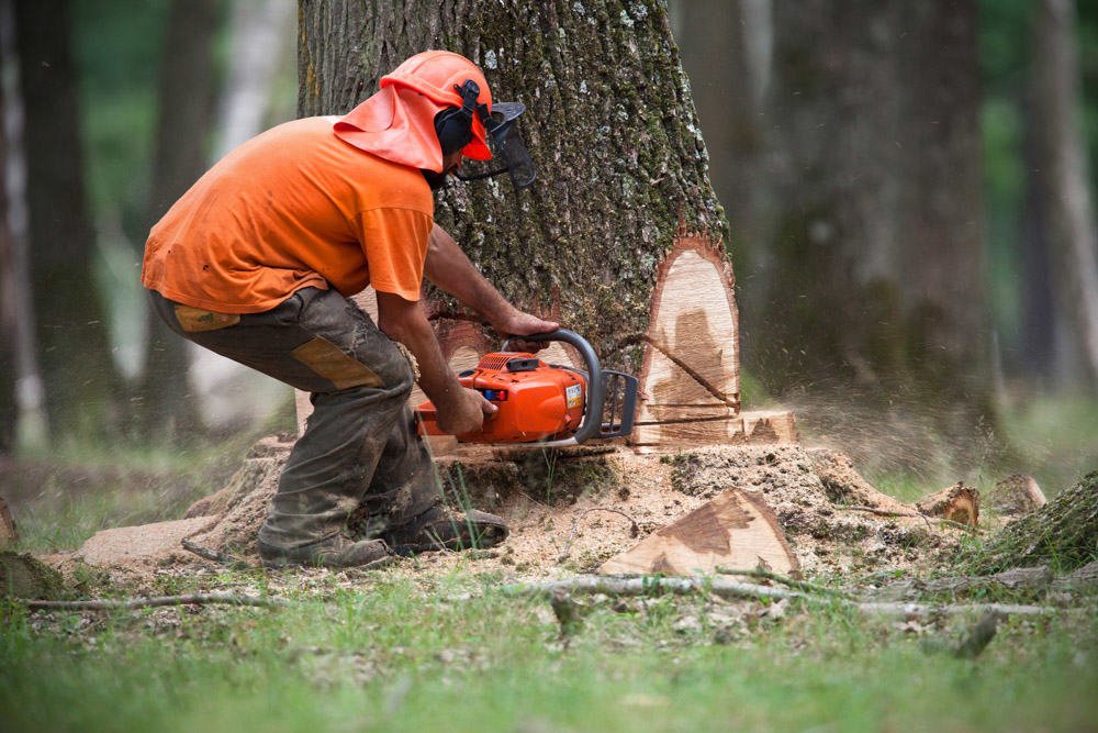 Tree Felling by Experienced tree surgeon