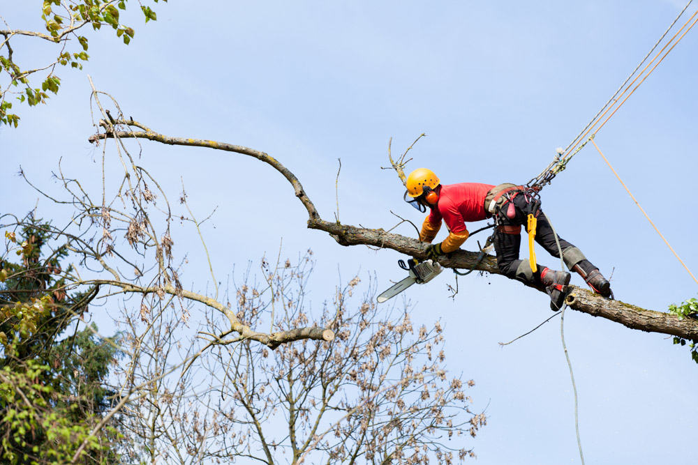 Tree Surgery
